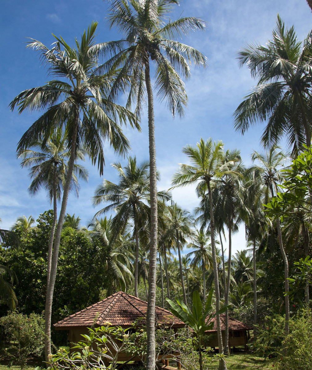 PALM PARADISE CABANAS 2*