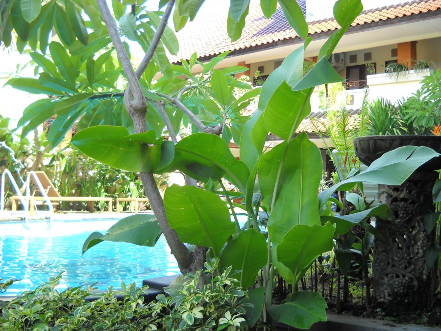 BALI SORGAWI 3*