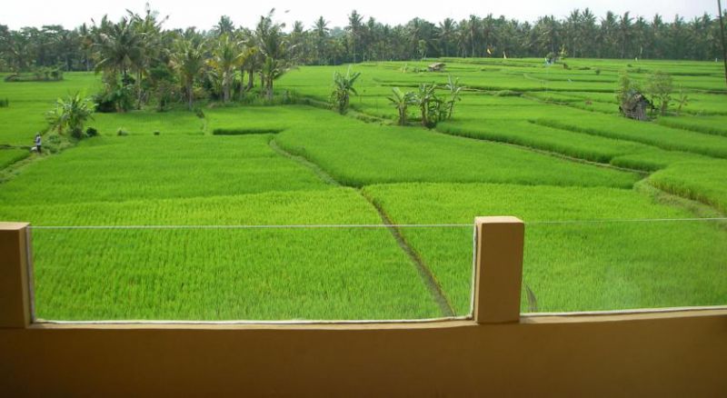 GREEN FIELD 3*