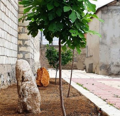 Отель Green House (Грин Хаус)