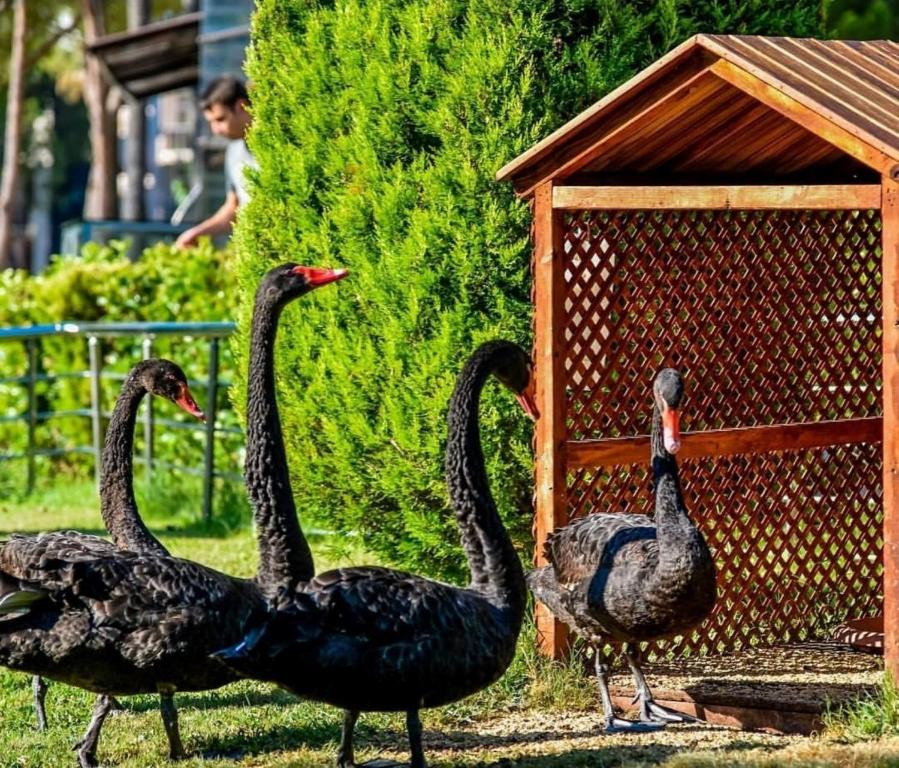 Фото отеля DOBEDAN WORLD PALACE (EX. ALVA DONNA WORLD PALACE)