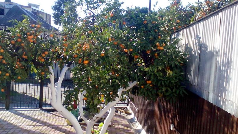 Фото отеля ANNA SARIA (АННА САРИЯ)